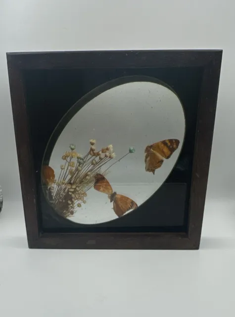Vintage Brazilian Butterfly Taxidermy Floral Glass Shadowbox