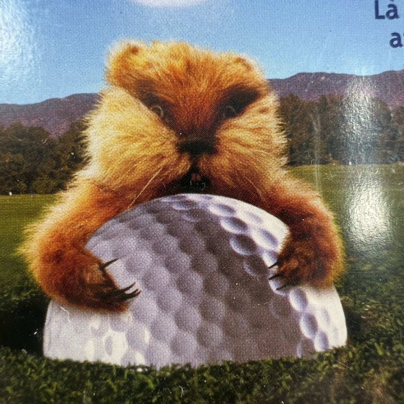 Caddyshack (À Miami faut le faire) 20th Anniversary Edition DVD English & French 10