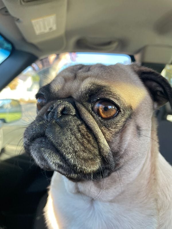 juniepug