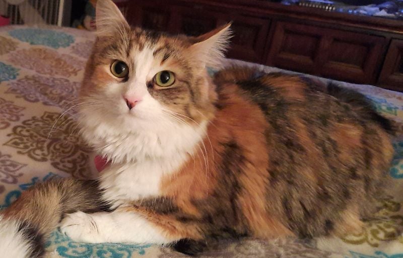 Kittykitty22
