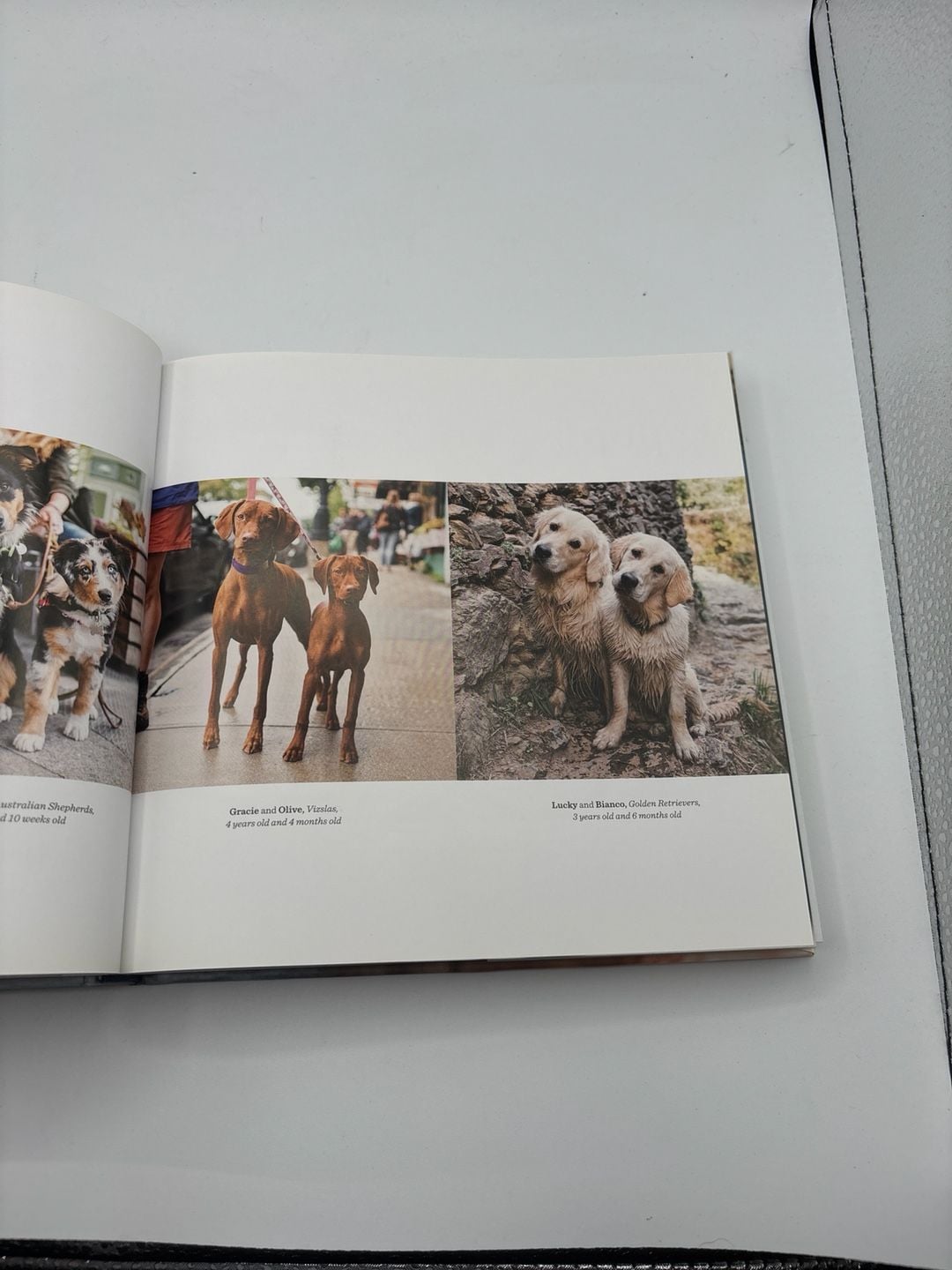 The Dogist Puppies by Elias Weiss Friedman Hardcover Book 5