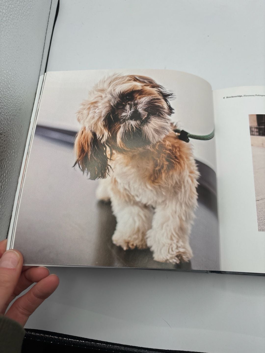 The Dogist Puppies by Elias Weiss Friedman Hardcover Book 6