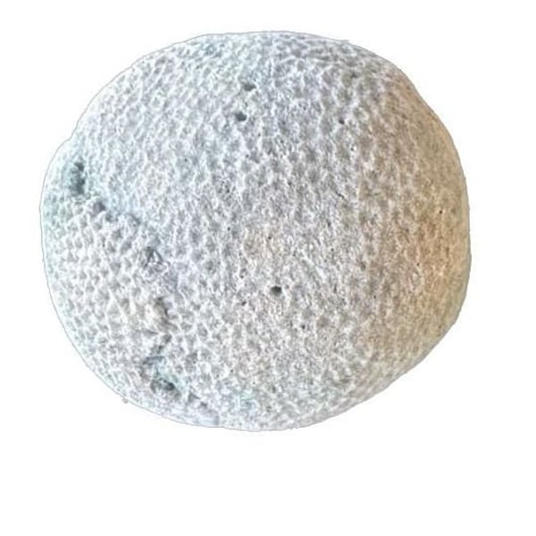 Siderastrea Dalli Fossilized Brain Coral Head Specimen