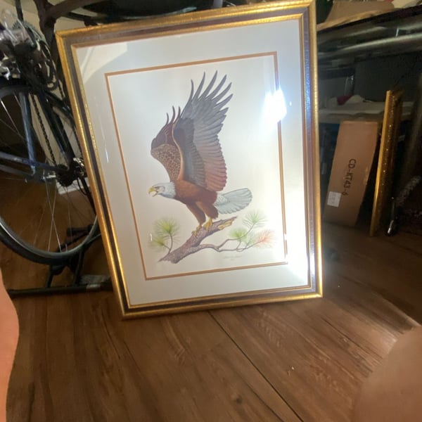 American Bald Eagle by Albert Earl Gilbert