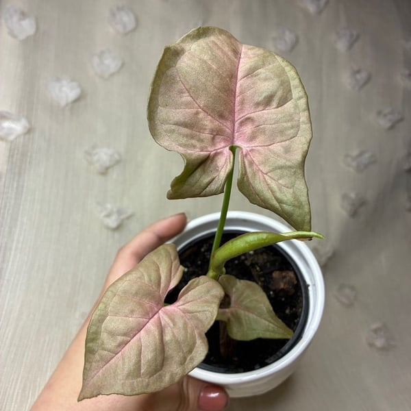 Syngonium Podophyllum 'Pink Allusion' Arrowhead Plant in 4-inch Pot
