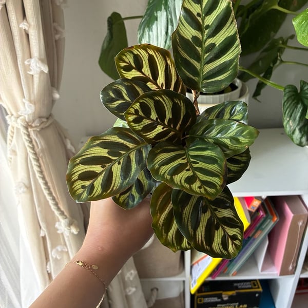 Calathea Makoyana Peacock Prayer Plant
