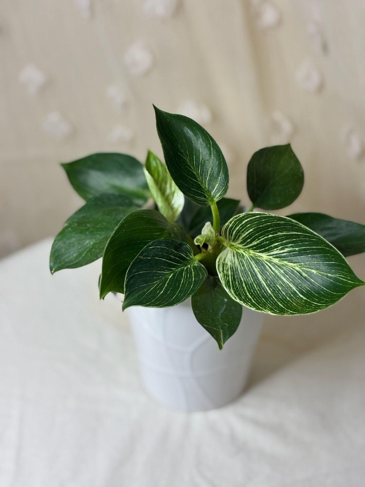 Philodendron Birkin Houseplant in White Ceramic Pot 1