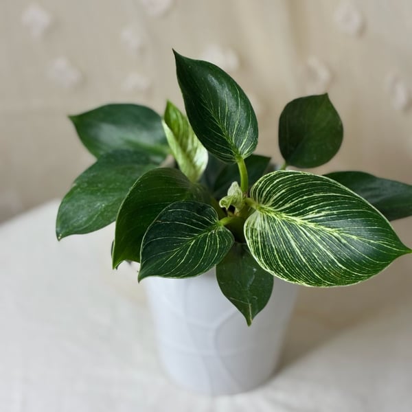 Philodendron Birkin Houseplant in White Ceramic Pot