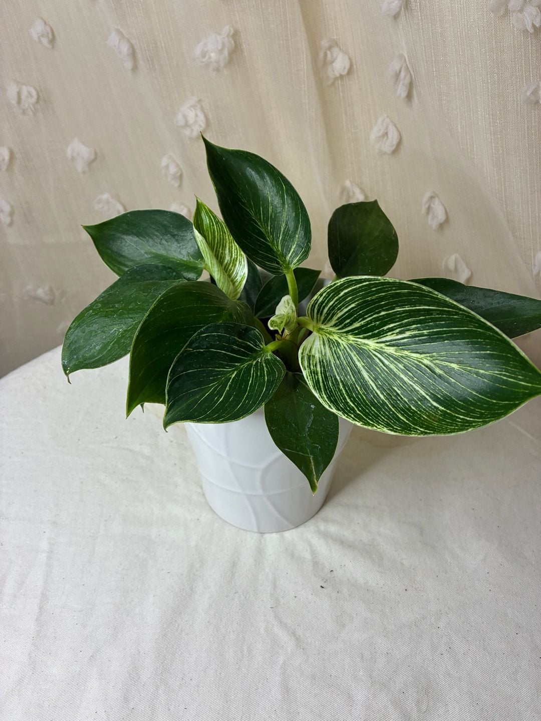 Philodendron Birkin Houseplant in White Ceramic Pot 2