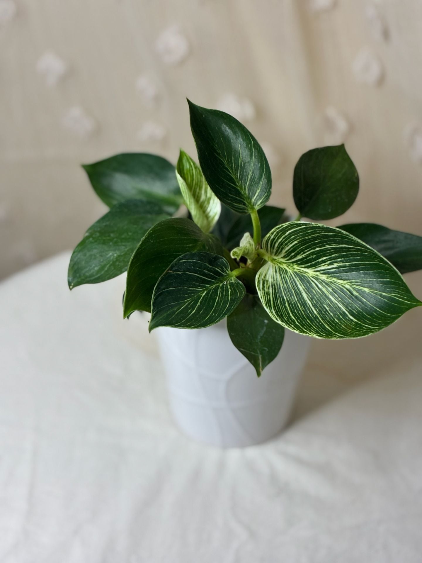 Philodendron Birkin Houseplant in White Ceramic Pot 3