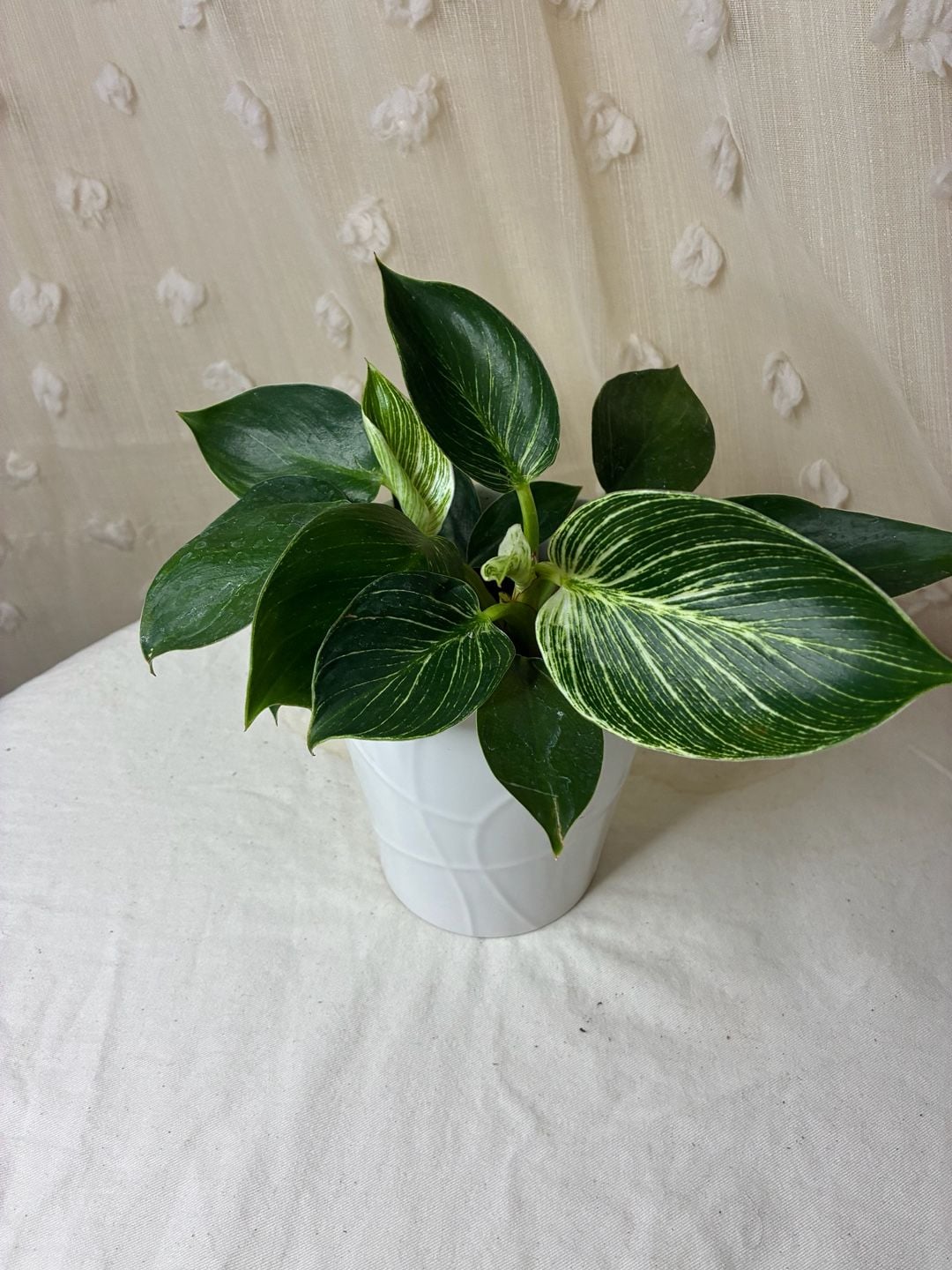 Philodendron Birkin Houseplant in White Ceramic Pot 4