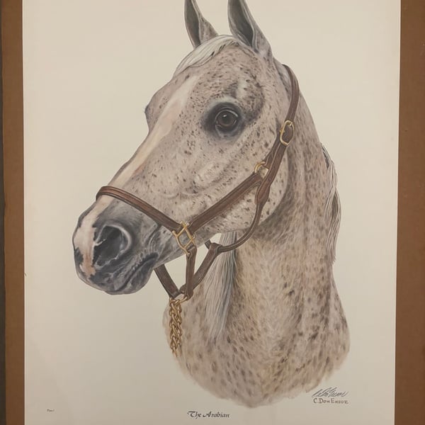 C. Don Ensor Vintage Equine Series Hand-Signed Horse Prints - The Arabian (Plate I) & The Thoroughbred (Plate II) Set