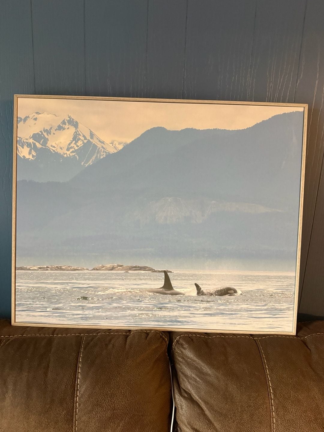 Stupell Industries 'Killer Whale Fins Ocean Mountain Peak Art by Daniel Sproul 1