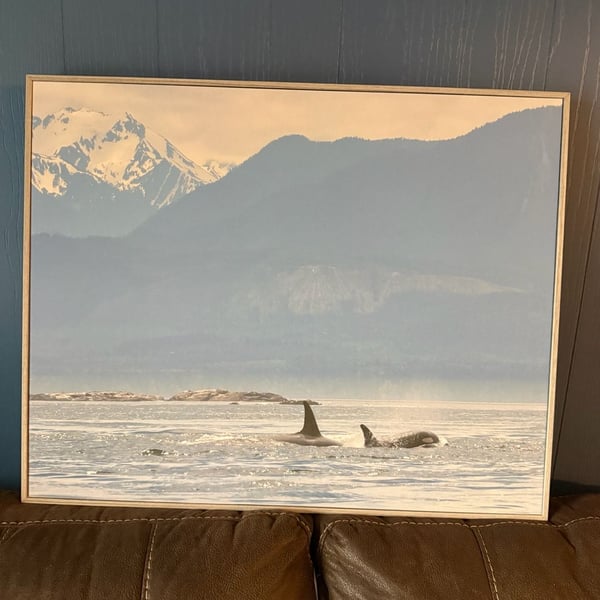 Stupell Industries 'Killer Whale Fins Ocean Mountain Peak Art by Daniel Sproul