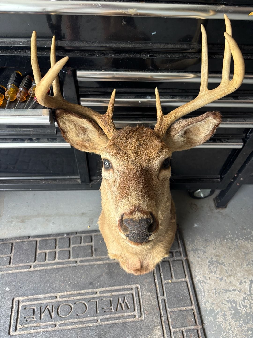 Taxidermy 8-Point Whitetail Deer Shoulder Mount Buck Antlers Wall Decor 1