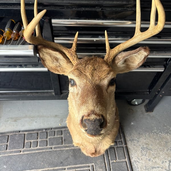 Taxidermy 8-Point Whitetail Deer Shoulder Mount Buck Antlers Wall Decor
