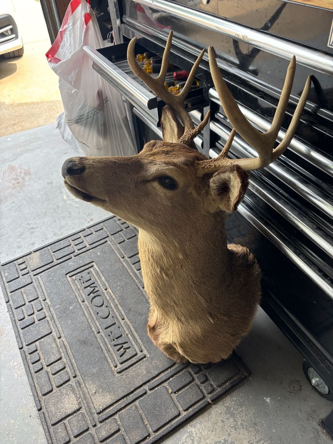 Taxidermy 8-Point Whitetail Deer Shoulder Mount Buck Antlers Wall Decor 2