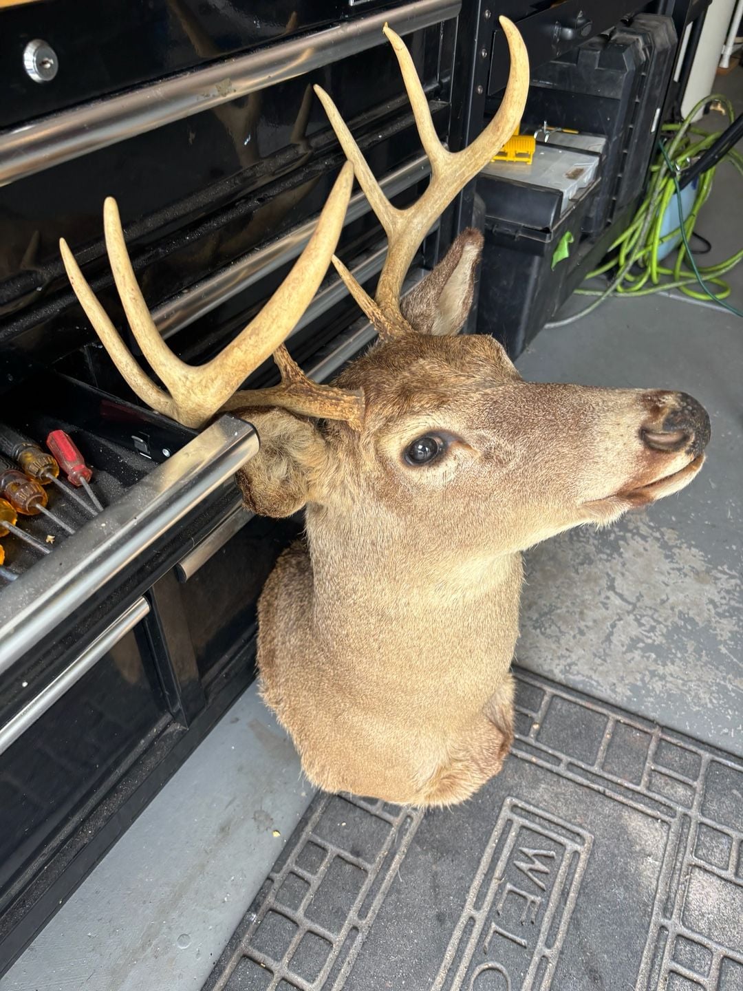 Taxidermy 8-Point Whitetail Deer Shoulder Mount Buck Antlers Wall Decor 3