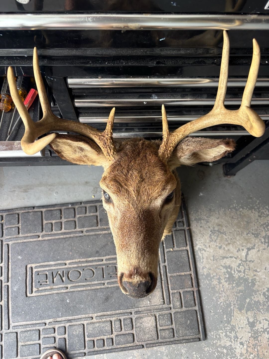 Taxidermy 8-Point Whitetail Deer Shoulder Mount Buck Antlers Wall Decor 4