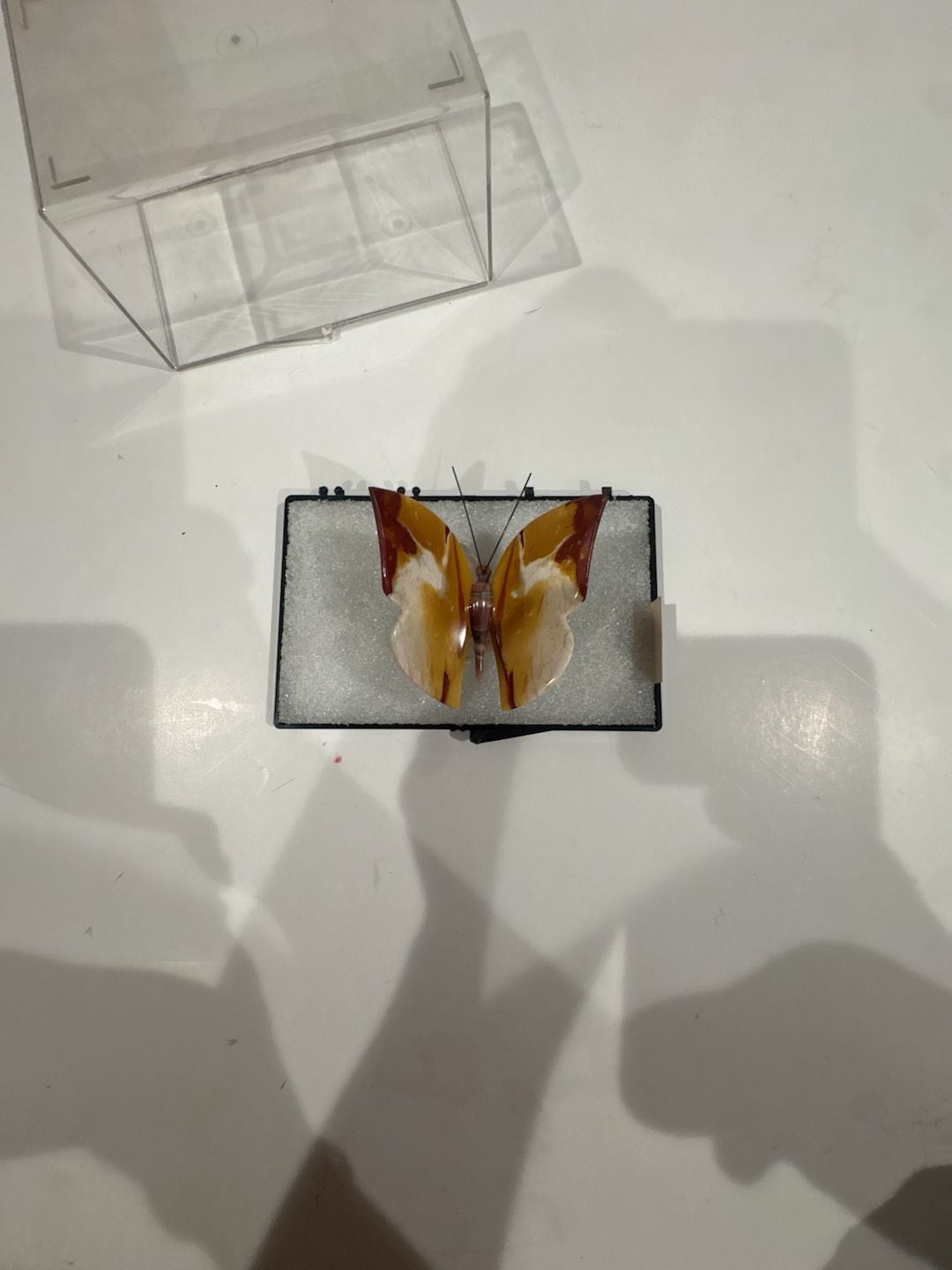 Jasper Australia Carved Stone Butterfly Figurine in Display Case 3
