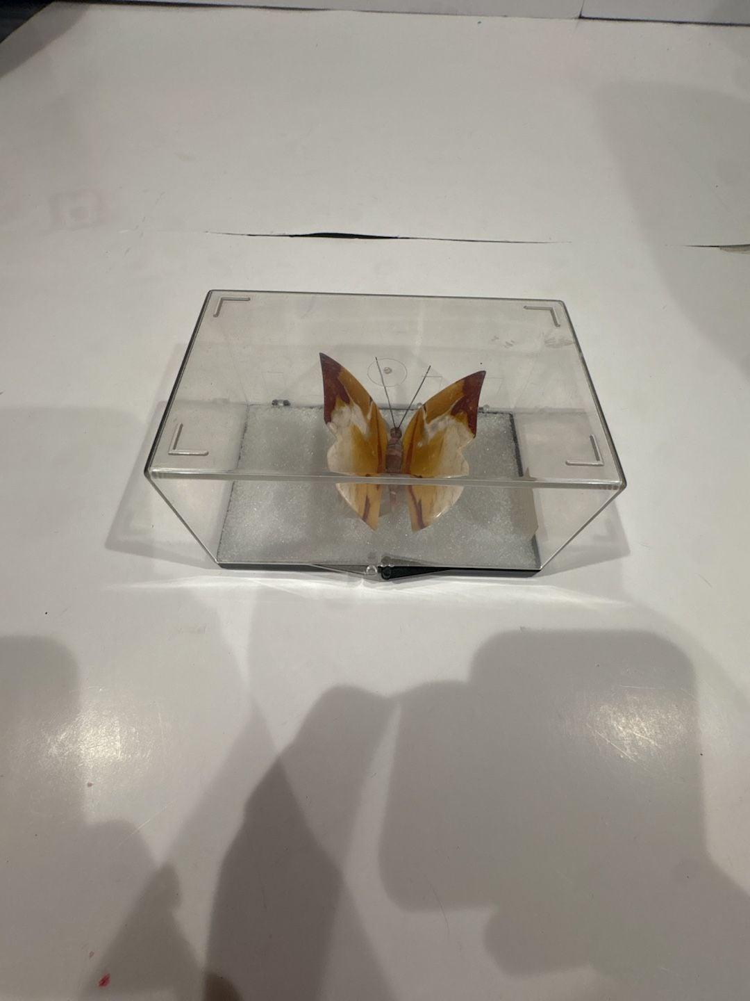 Jasper Australia Carved Stone Butterfly Figurine in Display Case 5