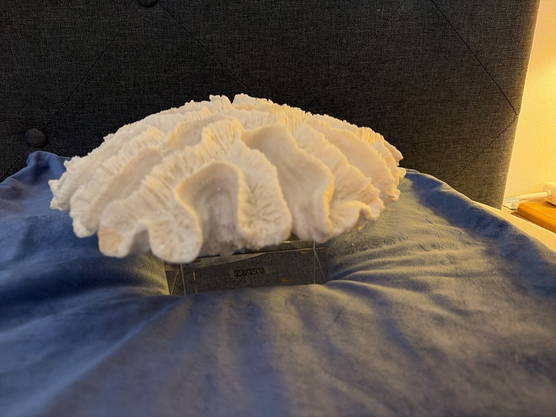 Two's Company Natural White Sea Coral Specimen Coastal Decor on Acrylic Stand 2