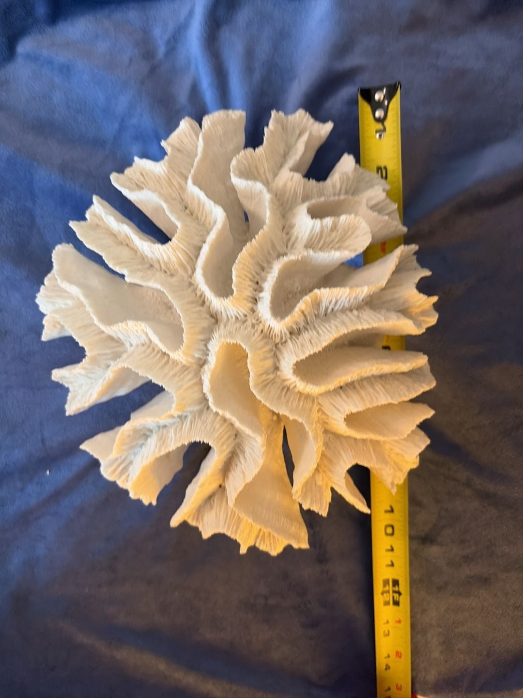 Two's Company Natural White Sea Coral Specimen Coastal Decor on Acrylic Stand 4