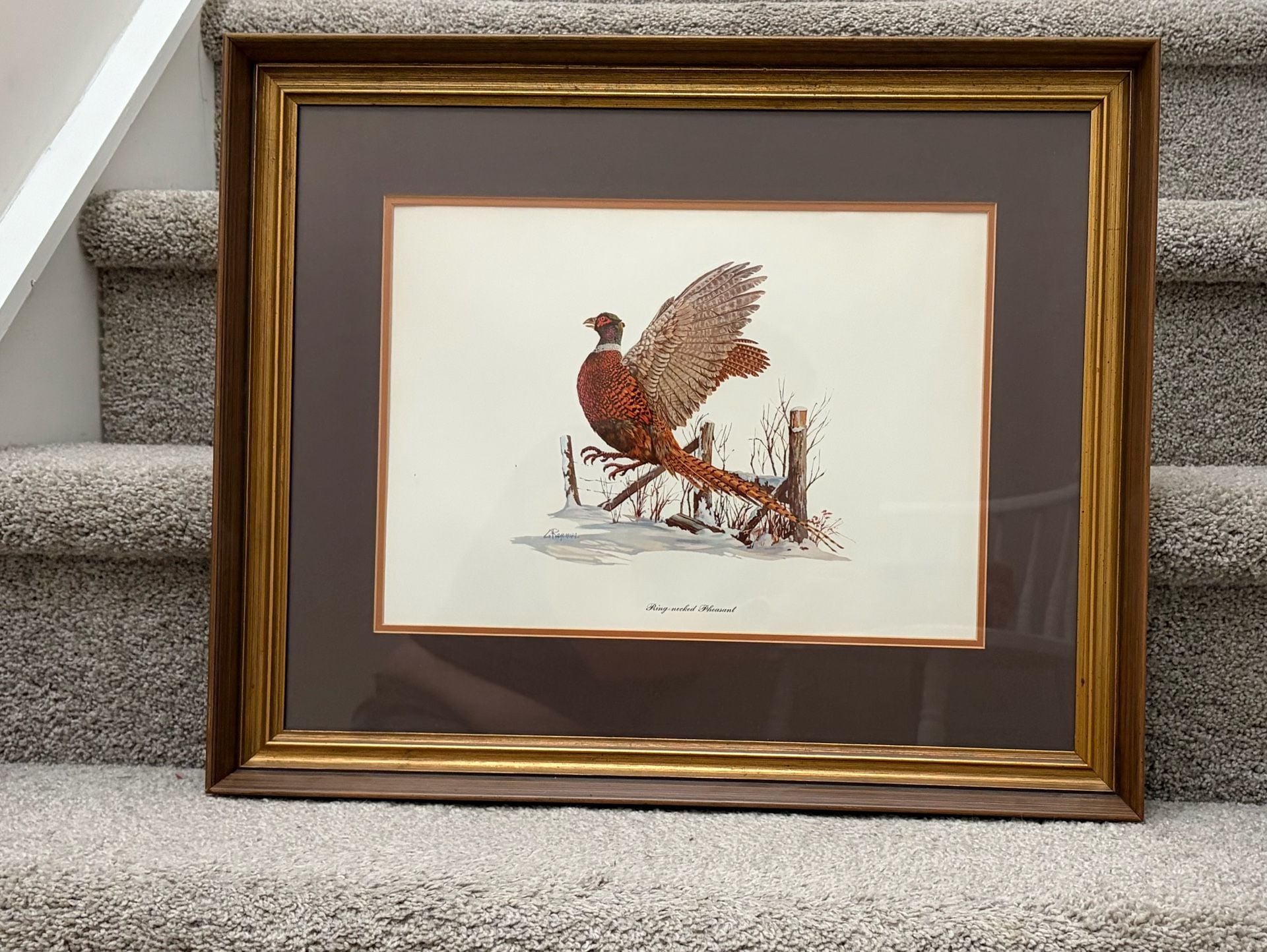 Ring-Necked Pheasant Art Print 2