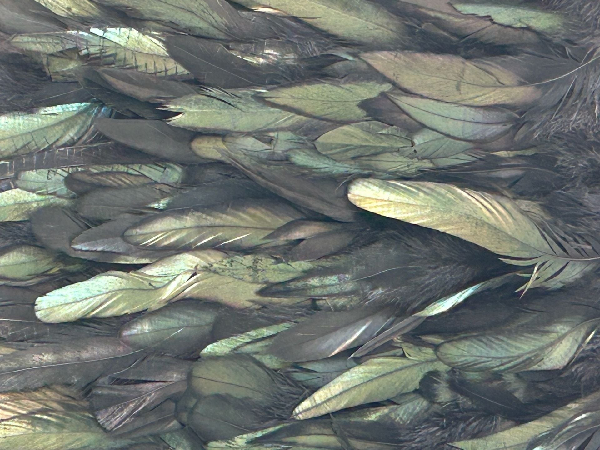 NWT SUGARLIPS Black and Green Iridescent Feather Mini Skirt Size L 15