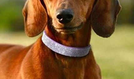 Pimaodog Rhinestone Dog Collar Size M: 32-38cm, Red 3