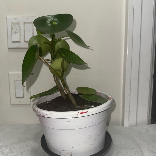 Live Peperomia Raindrop Houseplant in Pot
