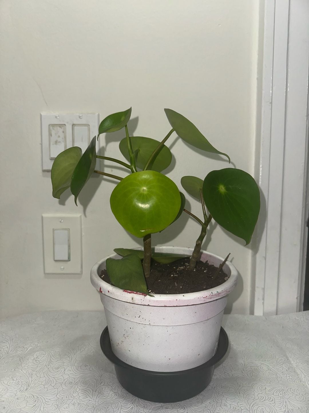 Live Peperomia Raindrop Houseplant in Pot 7