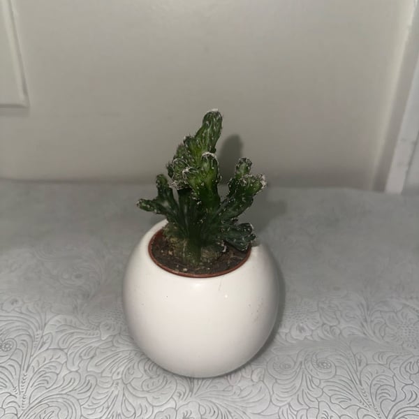Runo Plants Joseph's Coat Cactus In White Pot