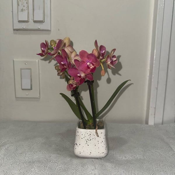 Mini Pink Orchid Plant In Ceramic Pot