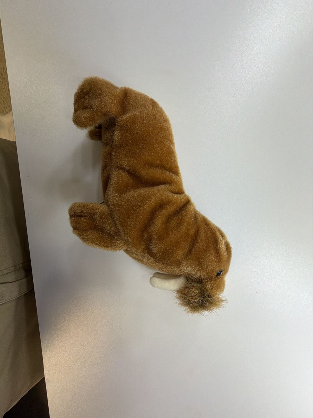 Ty Beanie Babies Paul the Walrus Plush Toy 1999 Mint with Tags 8