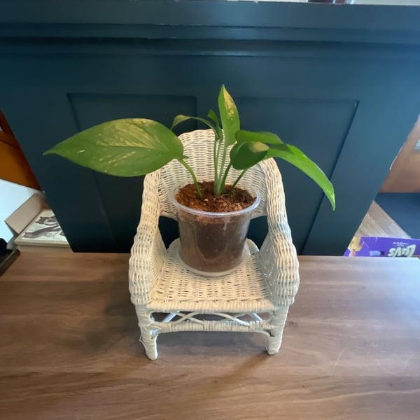 White Wicker Miniature Chair Plant Stand, Doll Display