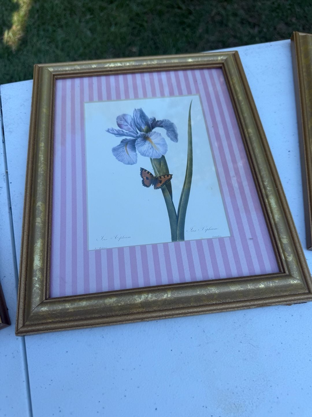 Sandy Clough Framed Botanical Art Prints Set of 4 Gold Frames 2