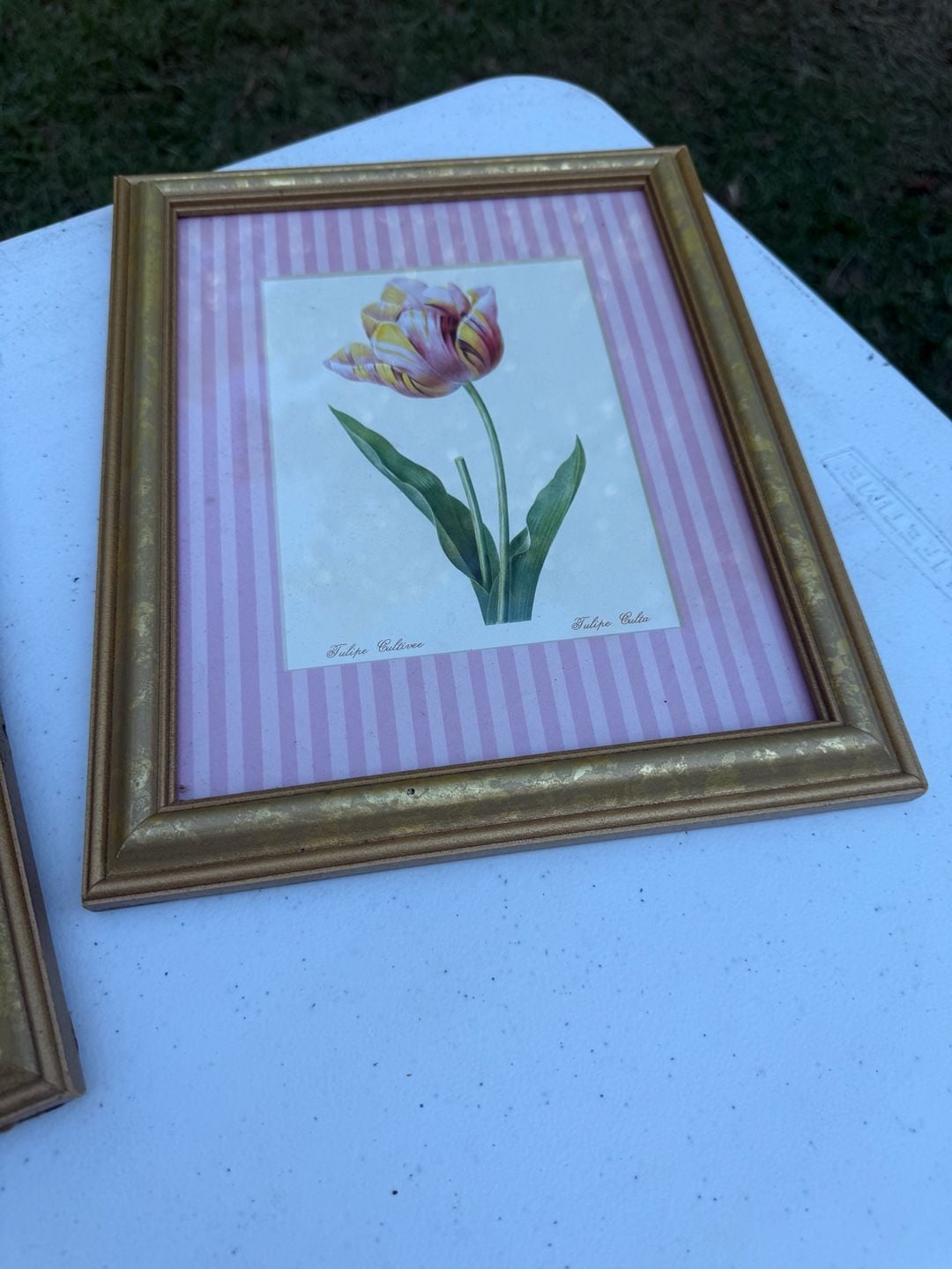 Sandy Clough Framed Botanical Art Prints Set of 4 Gold Frames 3