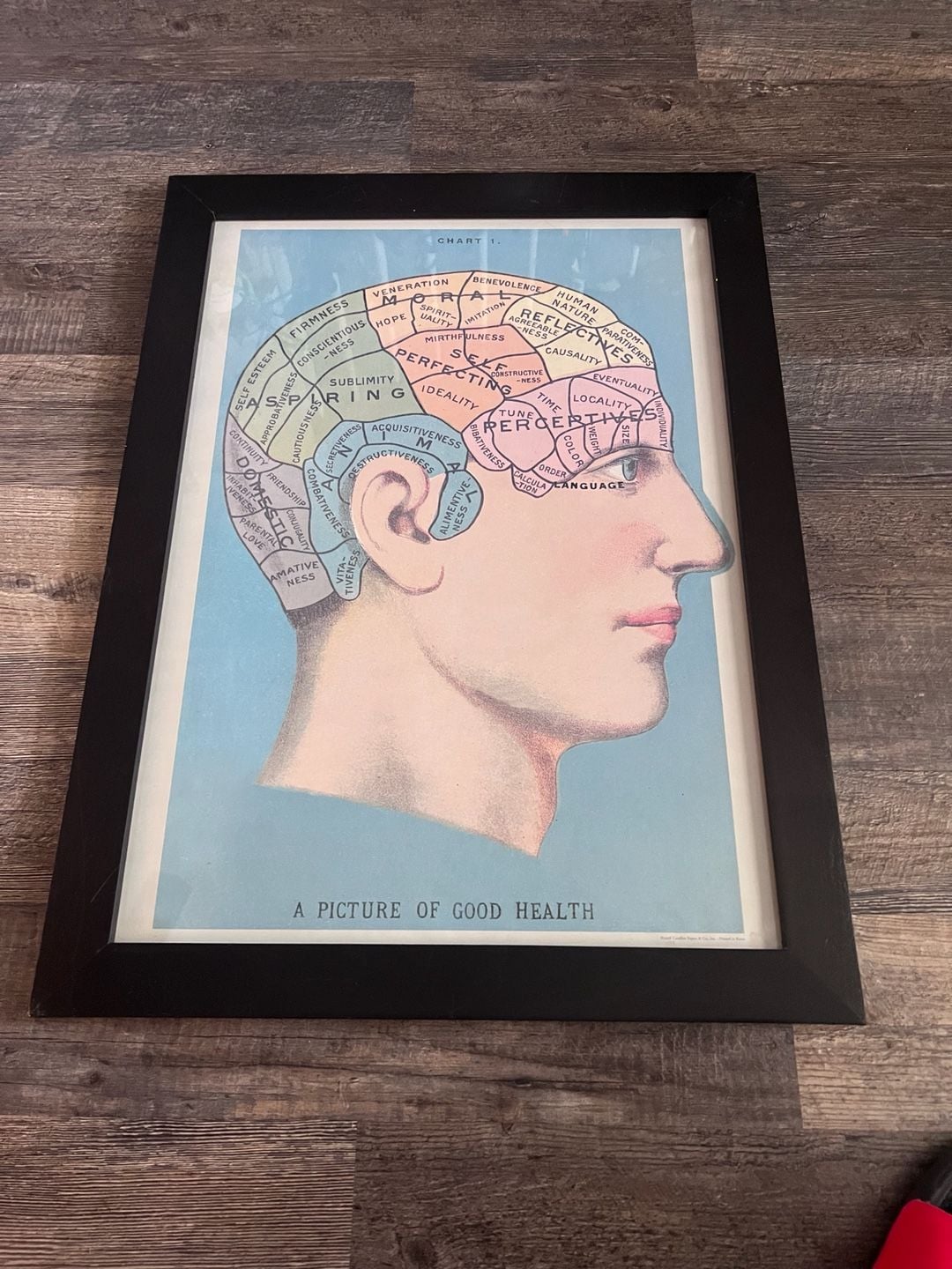 Cavallini & Co. Phrenology Poster Framed Art Print 1