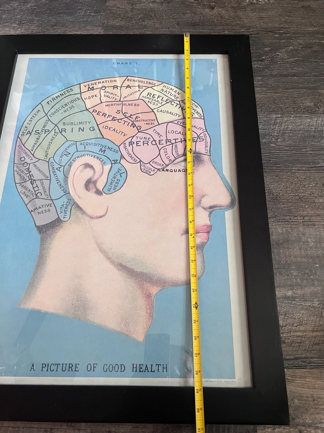 Cavallini & Co. Phrenology Poster Framed Art Print 3