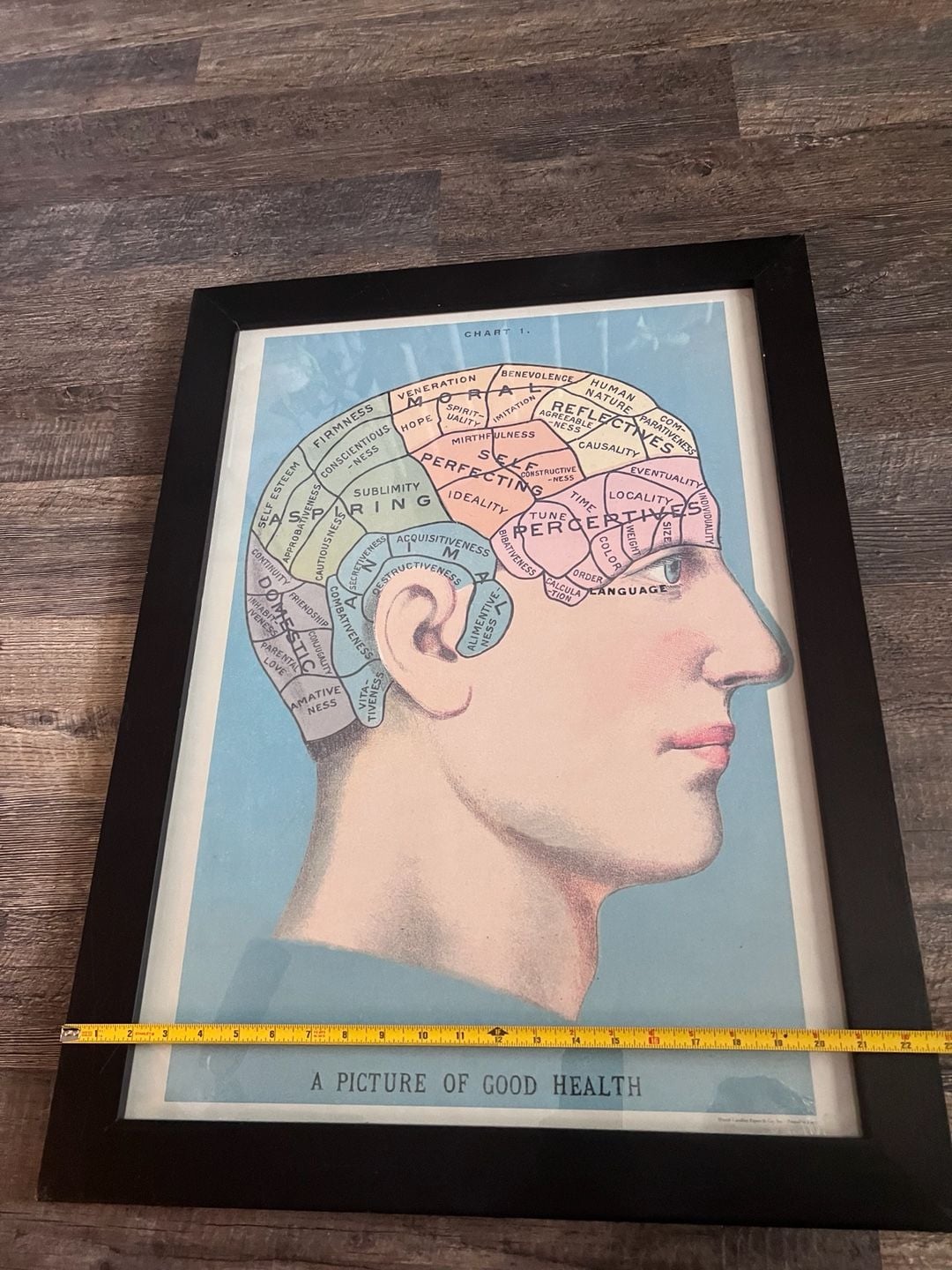 Cavallini & Co. Phrenology Poster Framed Art Print 4