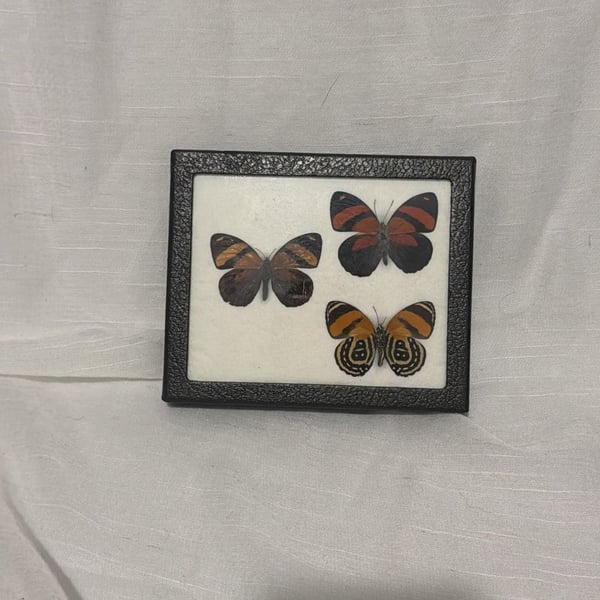 Vtg Riker Specimen Mount Callicore Cynosura Butterfly Taxidermy