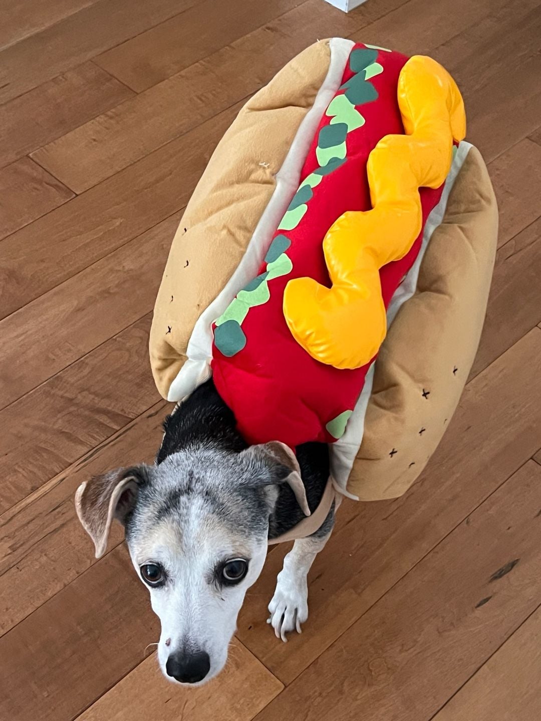Hot Dog Pet Costume Plush Food Dog Halloween Costume 3