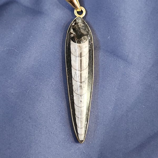 Charles Albert Orthoceras Fossil Pendant Gold Tone