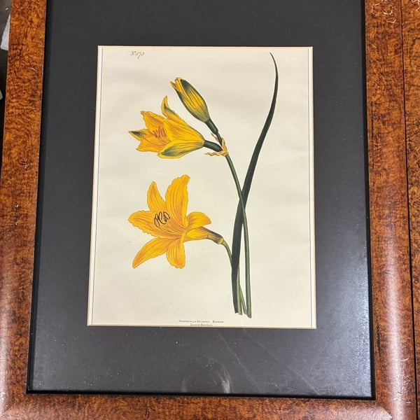 Vintage William Curtis Botanical Print Pair Framed Art