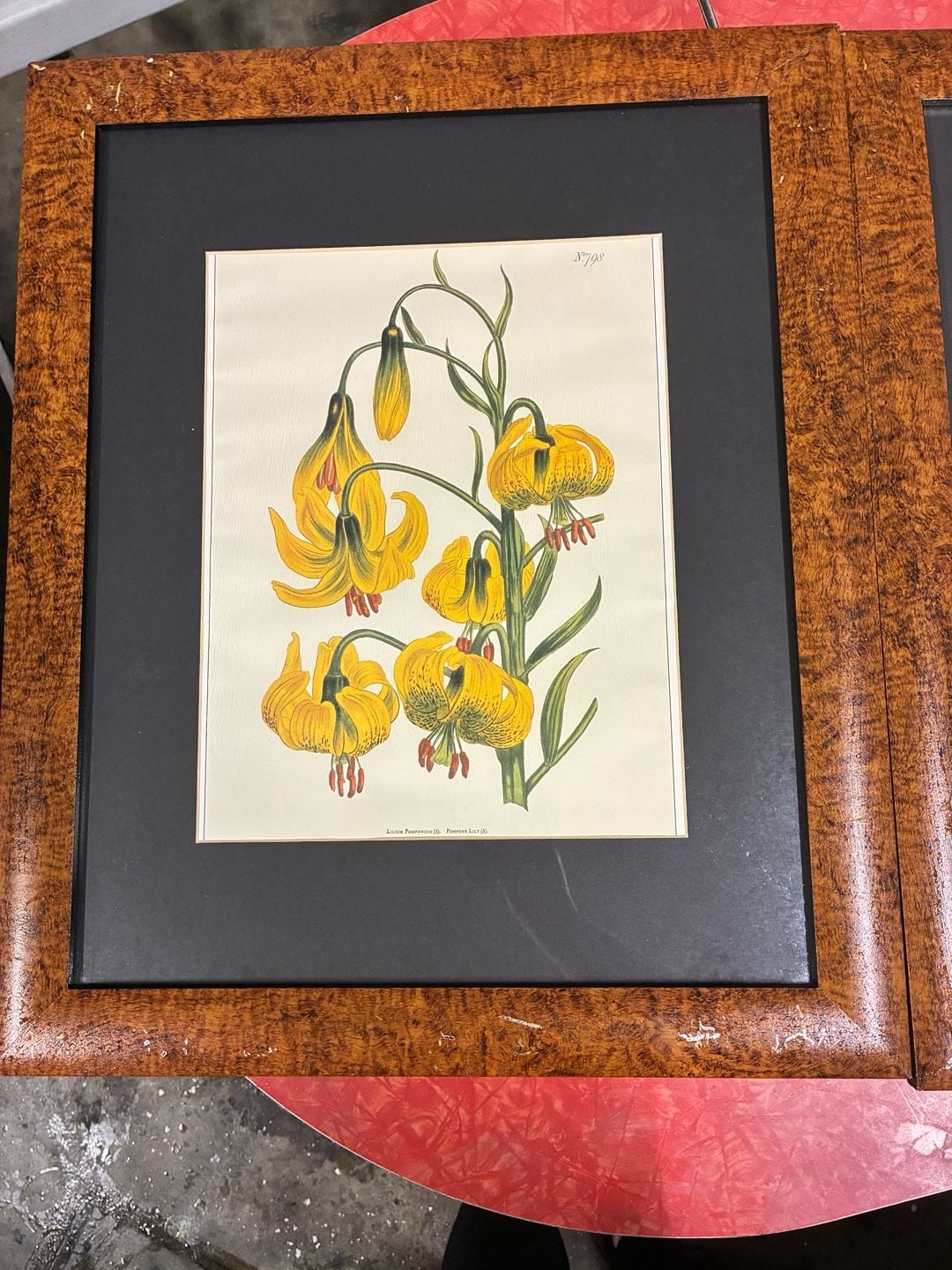 Vintage William Curtis Botanical Print Pair Framed Art 7