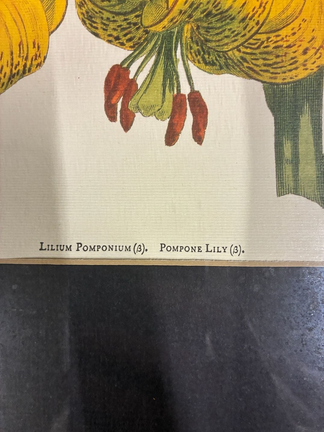 Vintage William Curtis Botanical Print Pair Framed Art 8