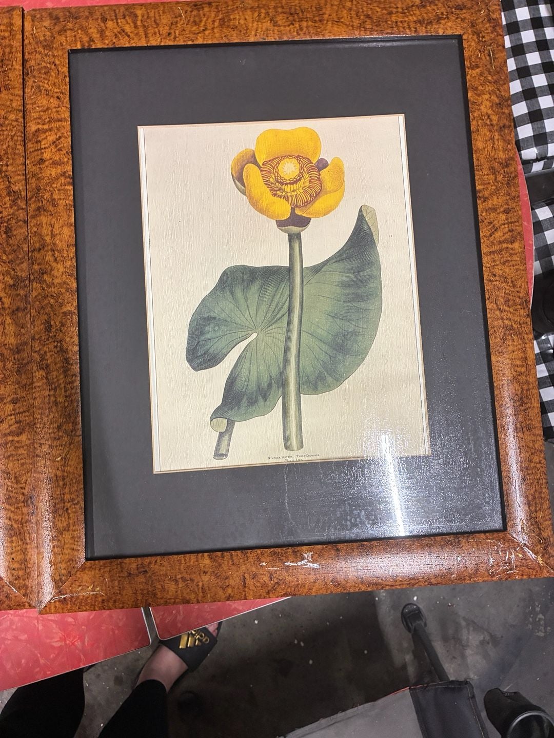 Vintage William Curtis Botanical Print Pair Framed Art 10