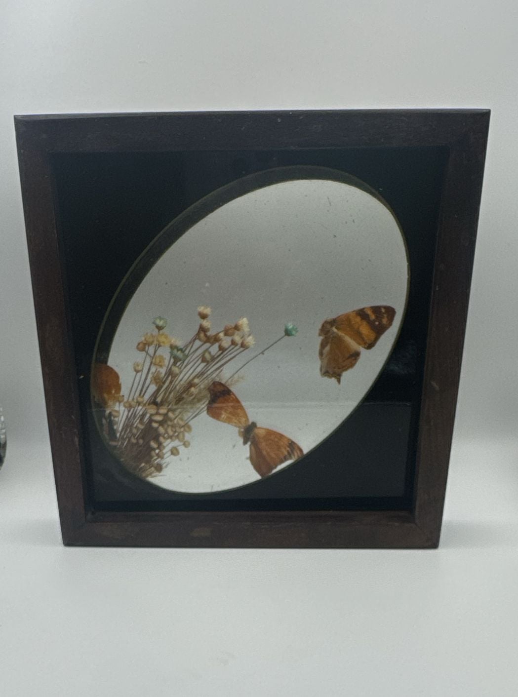 Vintage Brazilian Butterfly Taxidermy Floral Glass Shadowbox 1