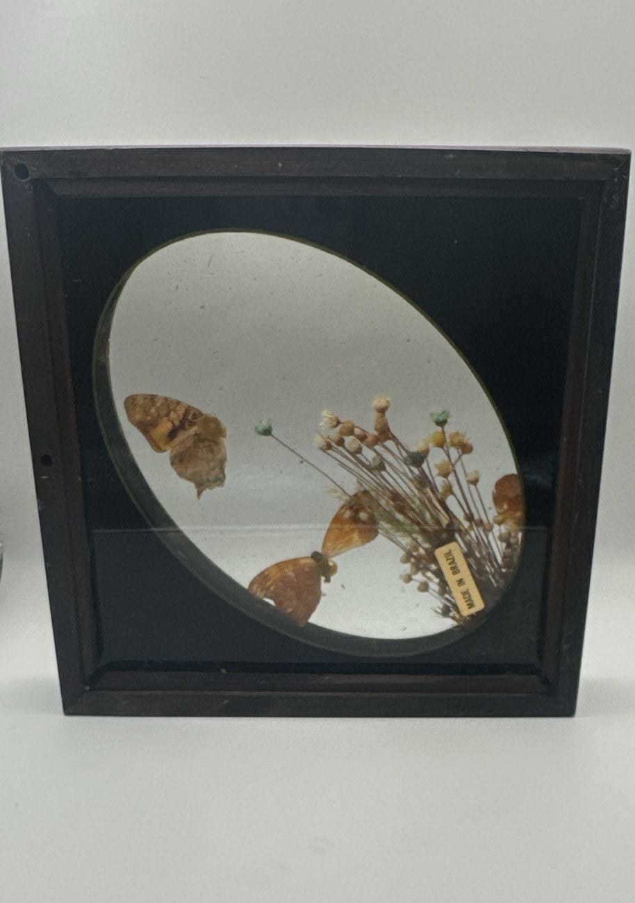 Vintage Brazilian Butterfly Taxidermy Floral Glass Shadowbox 2